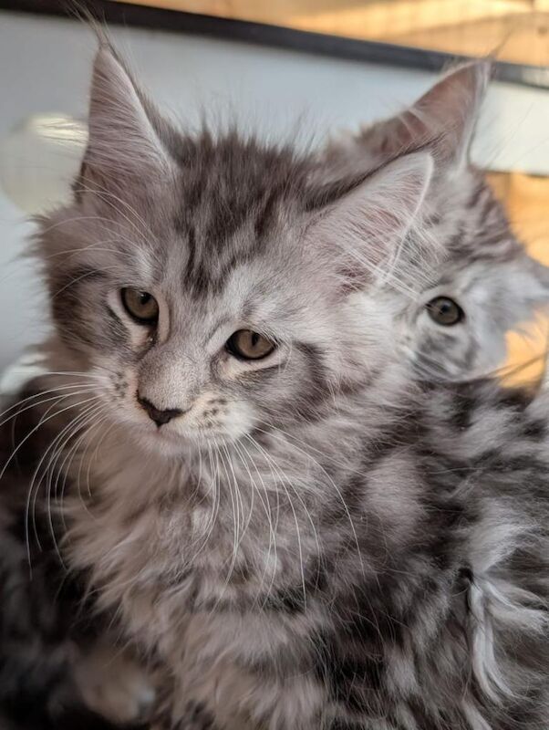 Maine Coon kittens for sale in Derby, Derbyshire – 10 weeks old - Image 4 of 5