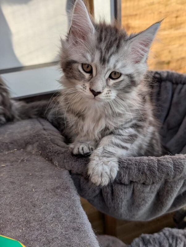 Maine Coon kittens for sale in Derby, Derbyshire – 10 weeks old - Image 5 of 5