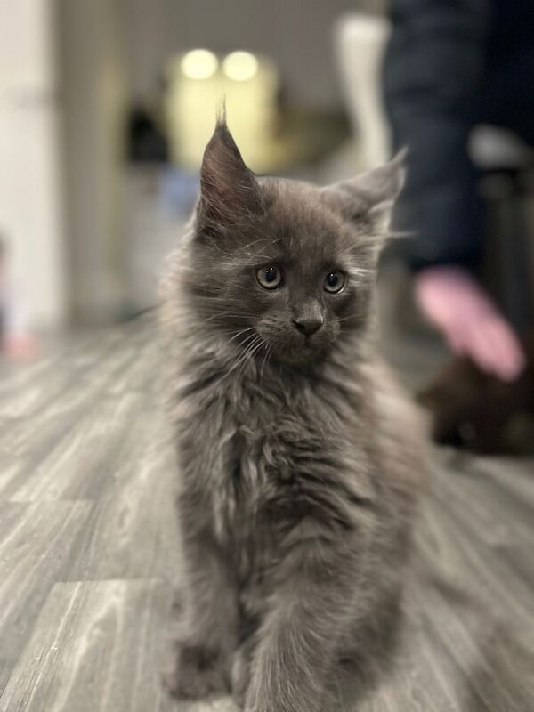 Maine Coon kittens for sale in Uxbridge, London – 9 weeks old