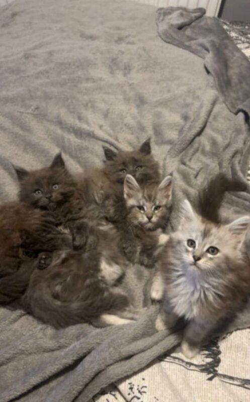 Maine coon Kittens - Image 2 of 4