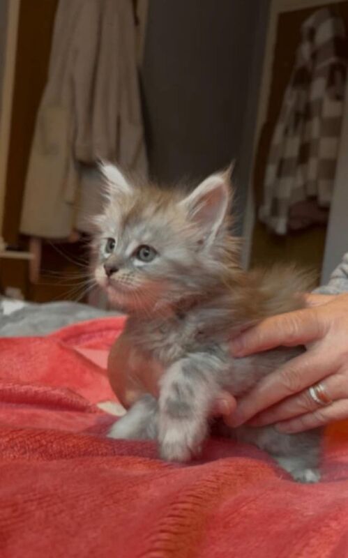 Maine coon Kittens - Image 3 of 4