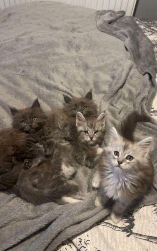 Maine Coon Kittens For Sale