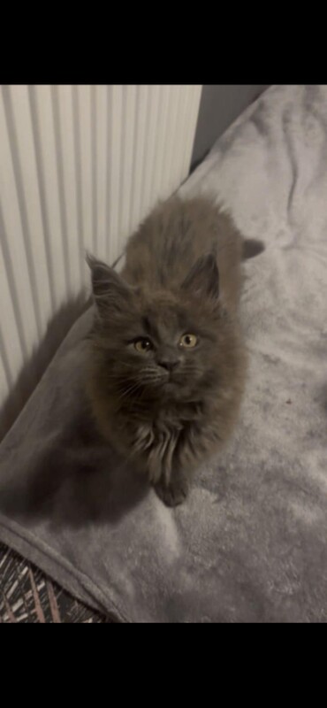 Maine coon Kittens - Image 2 of 4