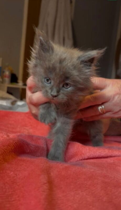 Maine coon Kittens - Image 4 of 4