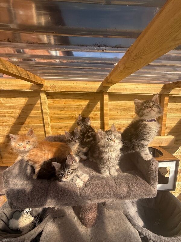 Maine coon kittens
