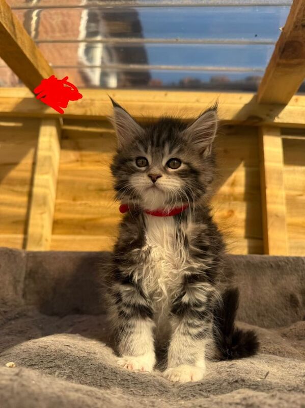 Maine coon kittens - Image 2 of 3