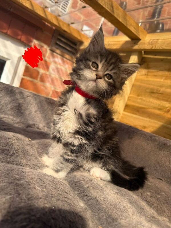 Maine coon kittens - Image 3 of 3