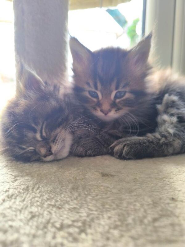 Maine Coon Kittens For Sale