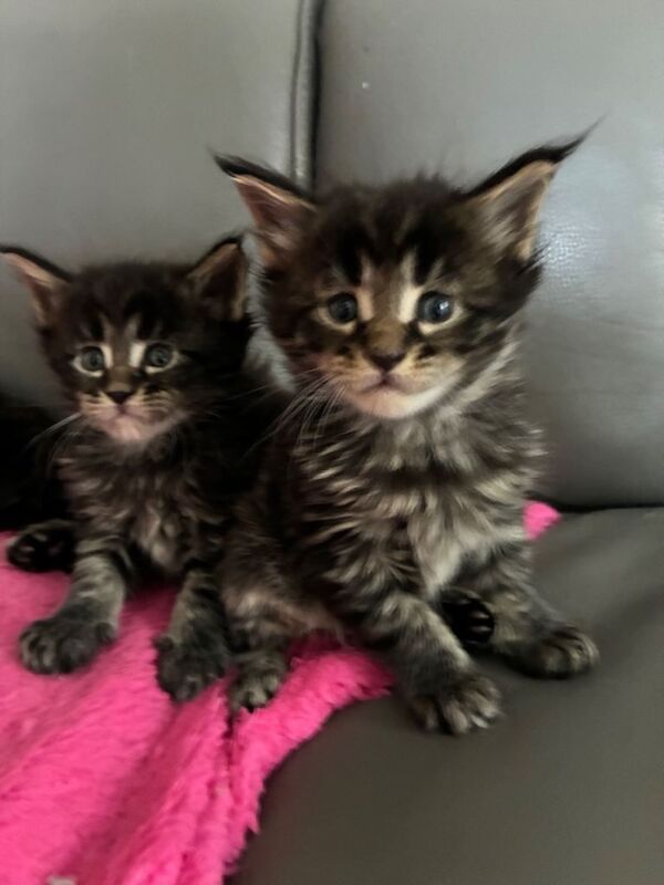 Maine coon kittens