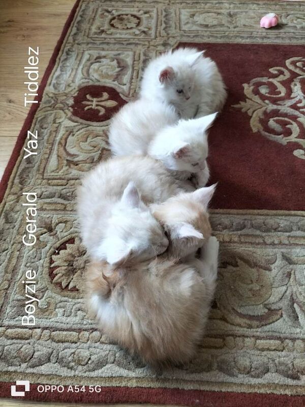 Maine Coon kittens