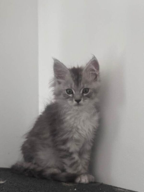 Maine coon kittens