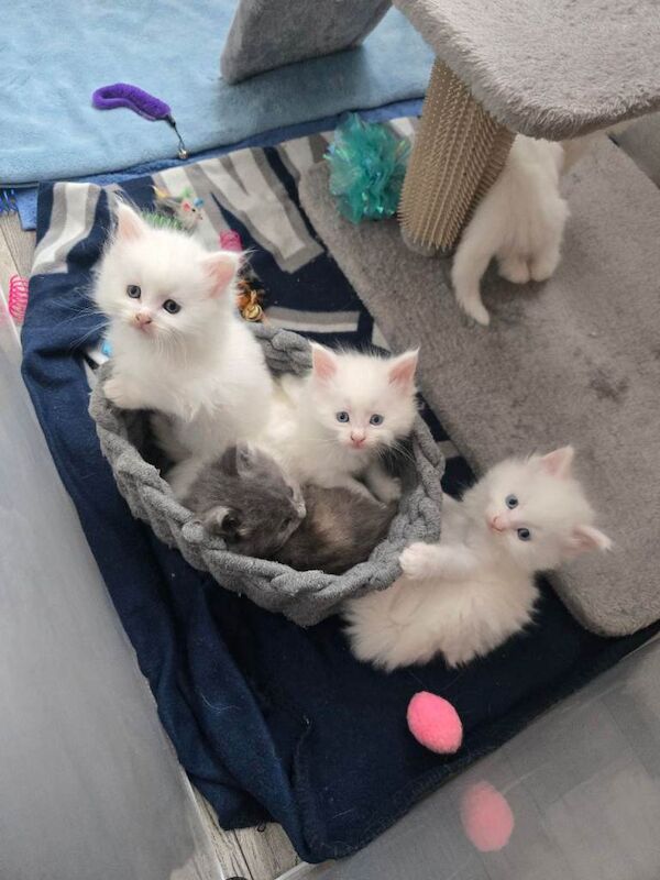 Maine coon kittens