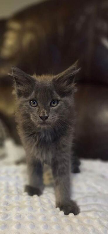 Maine Coon kittens