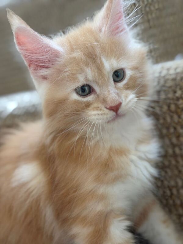 Maine coon kittens