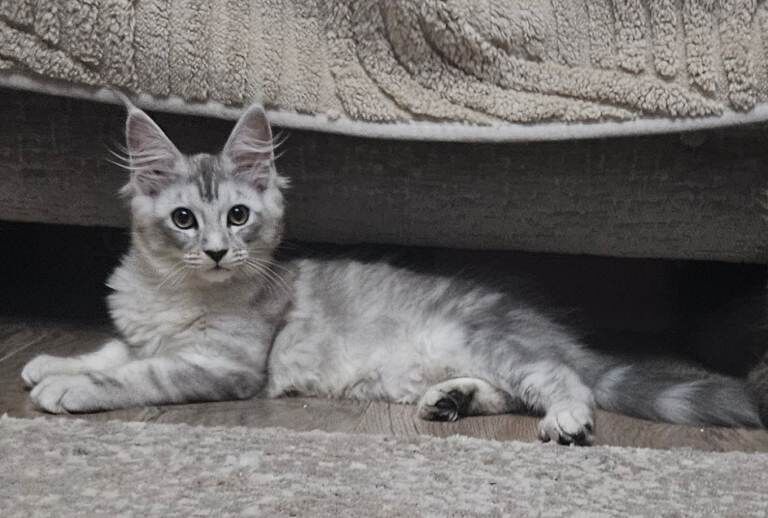 Maine coon kittens