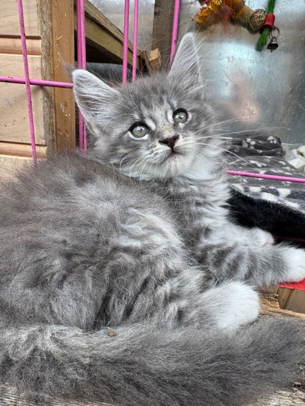 Maine Coon Kittens