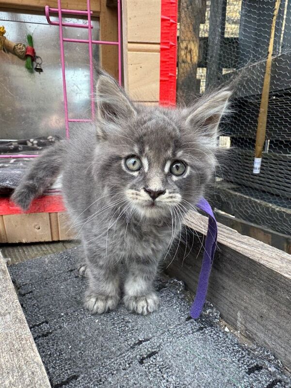 Maine Coon Kittens - Image 2 of 3