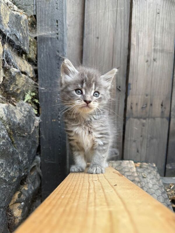 Maine Coon Kittens - Image 3 of 3