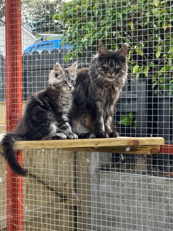 Maine Coon Kittens For Sale