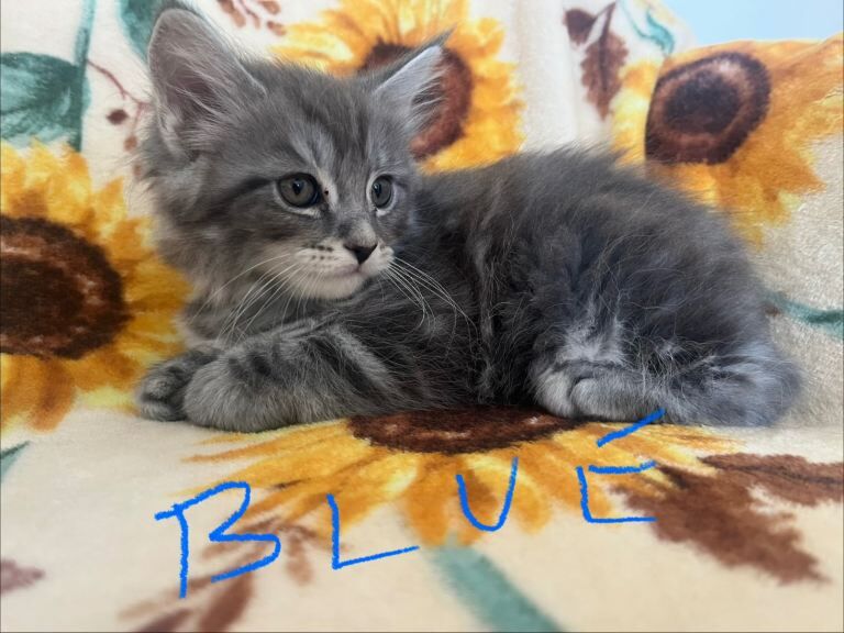 Maine Coon Kittens