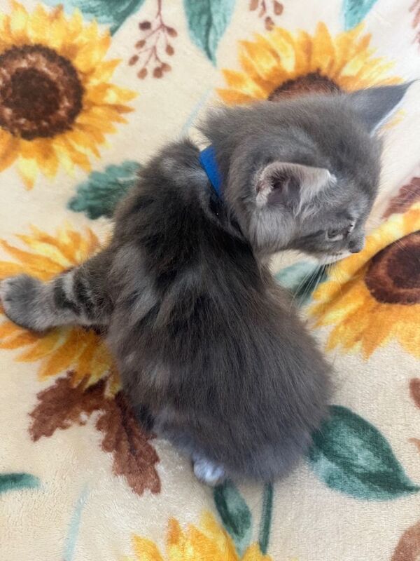 Maine Coon Kittens - Image 2 of 6