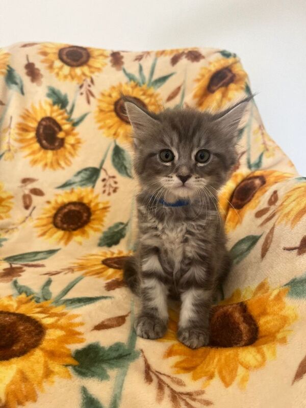Maine Coon Kittens - Image 3 of 6