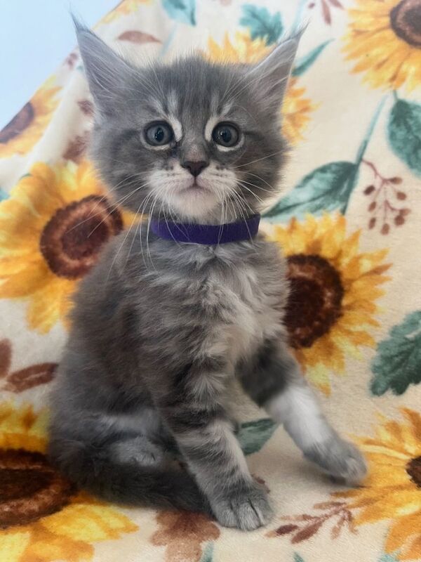 Maine Coon Kittens - Image 4 of 6