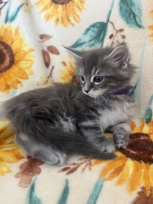 Maine Coon Kittens - Image 5 of 6