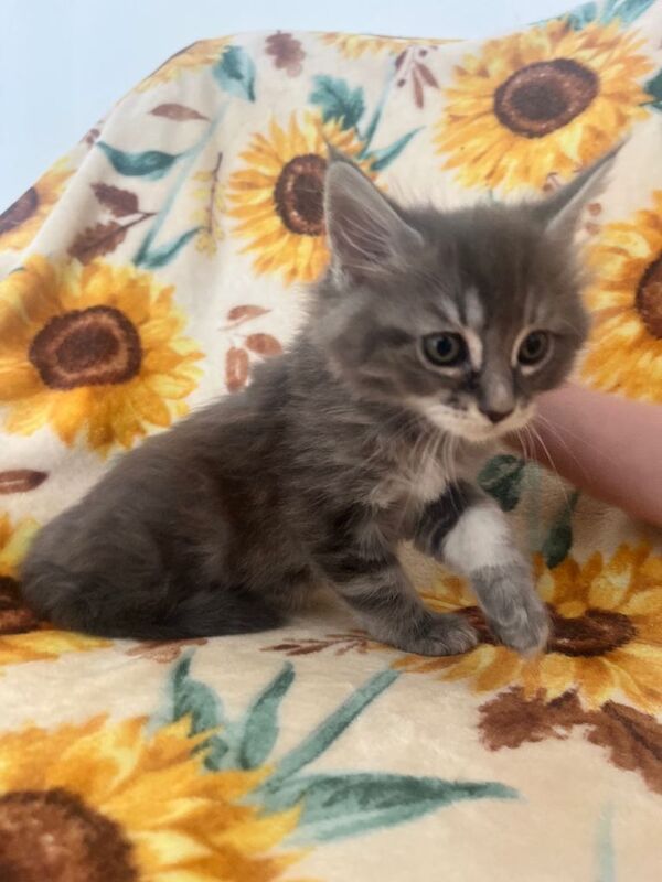 Maine Coon Kittens - Image 6 of 6