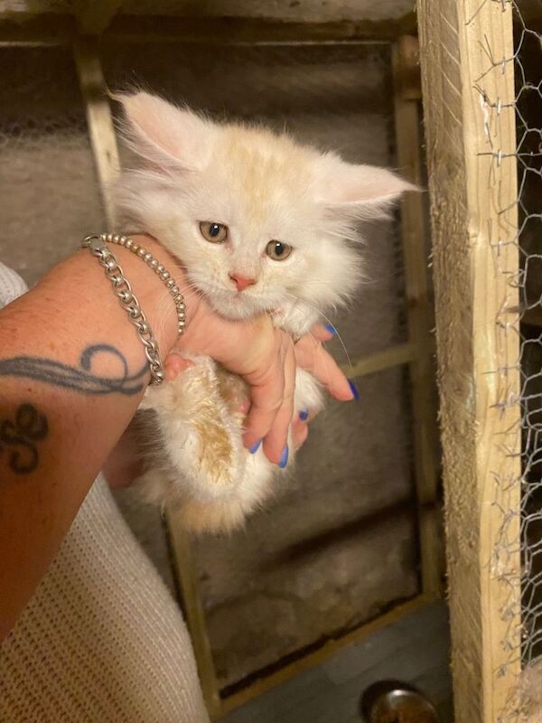 Maine coon kittens - Image 2 of 5