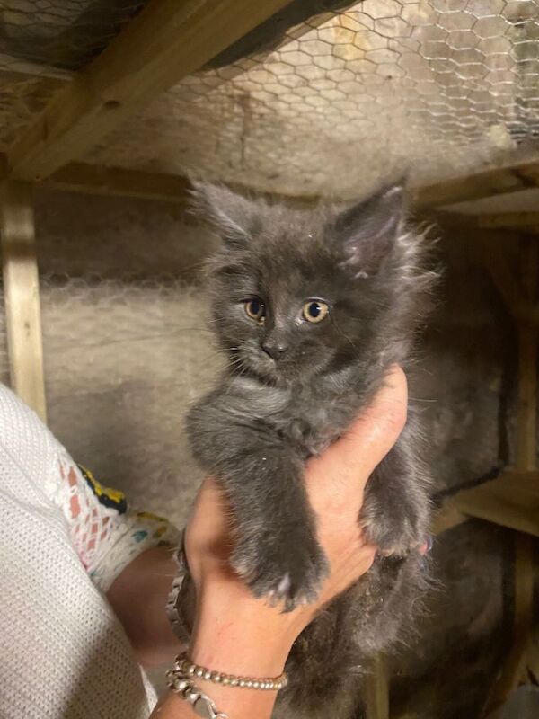 Maine coon kittens - Image 3 of 5