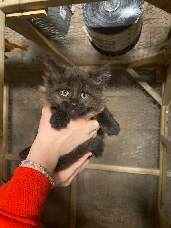 Maine coon kittens - Image 4 of 5