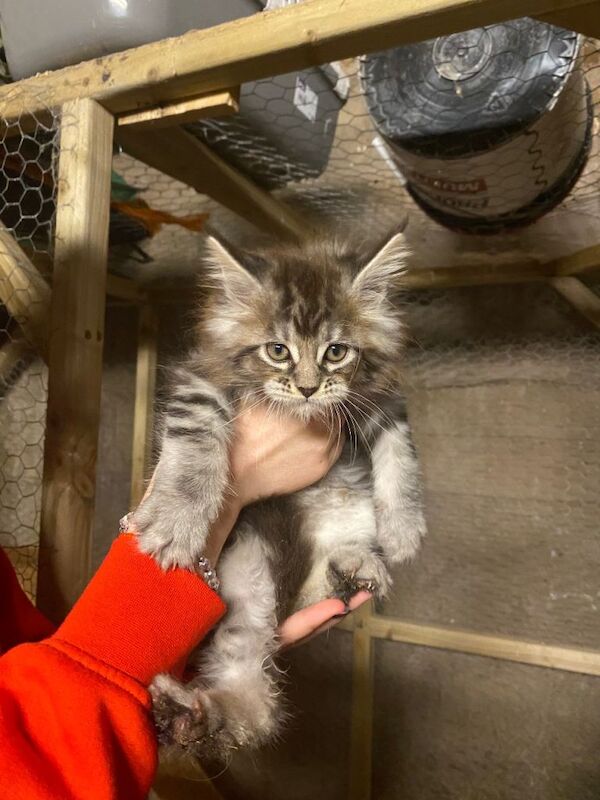 Maine coon kittens - Image 5 of 5