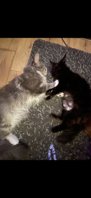 Maine coon kittens - Image 3 of 12