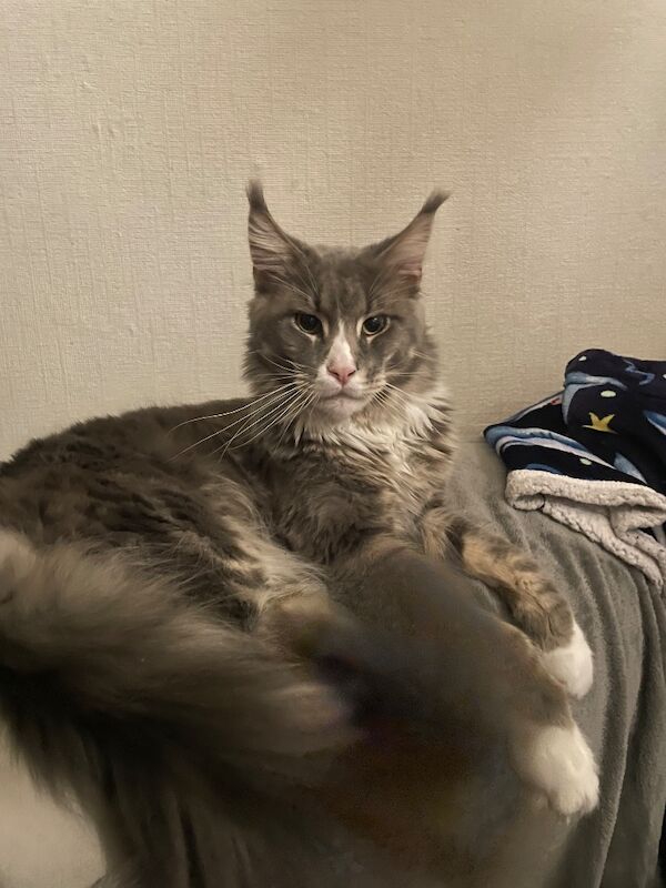 Maine coon kittens - Image 5 of 12