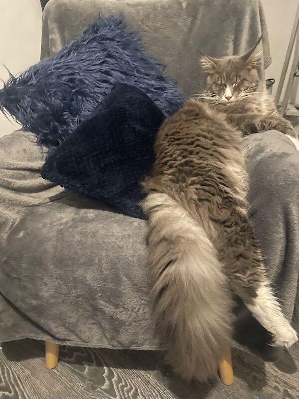 Maine coon kittens - Image 6 of 12