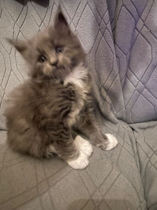 Maine coon kittens - Image 7 of 12
