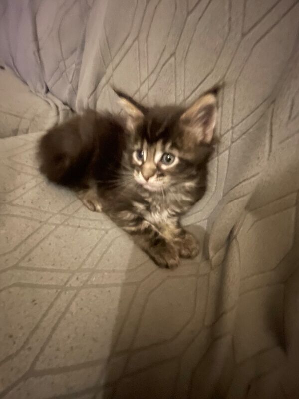 Maine coon kittens - Image 8 of 12