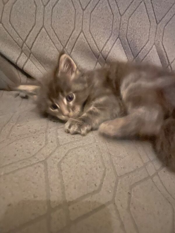 Maine coon kittens - Image 9 of 12