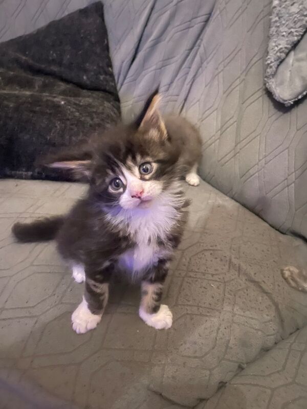 Maine coon kittens - Image 10 of 12