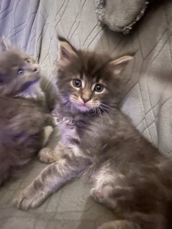 Maine coon kittens - Image 11 of 12