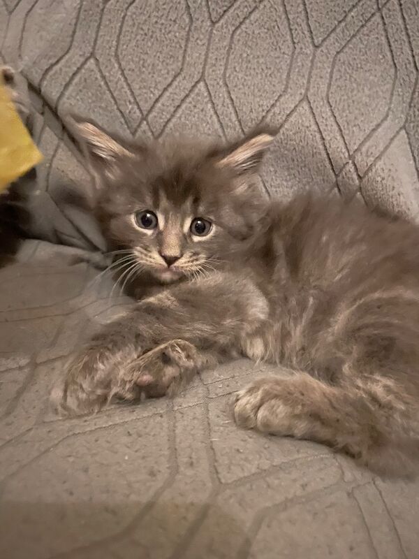 Maine coon kittens - Image 12 of 12
