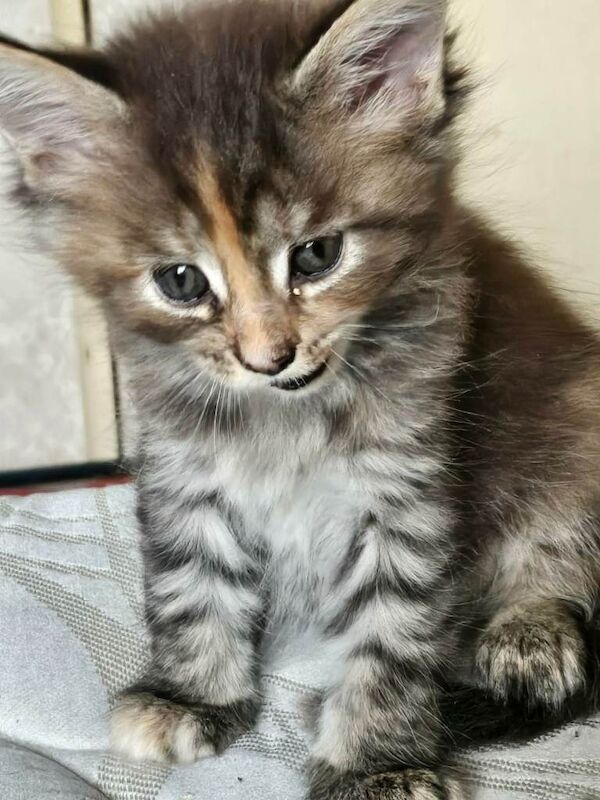 Maine Coon kittens for sale in County Antrim – 7 weeks old