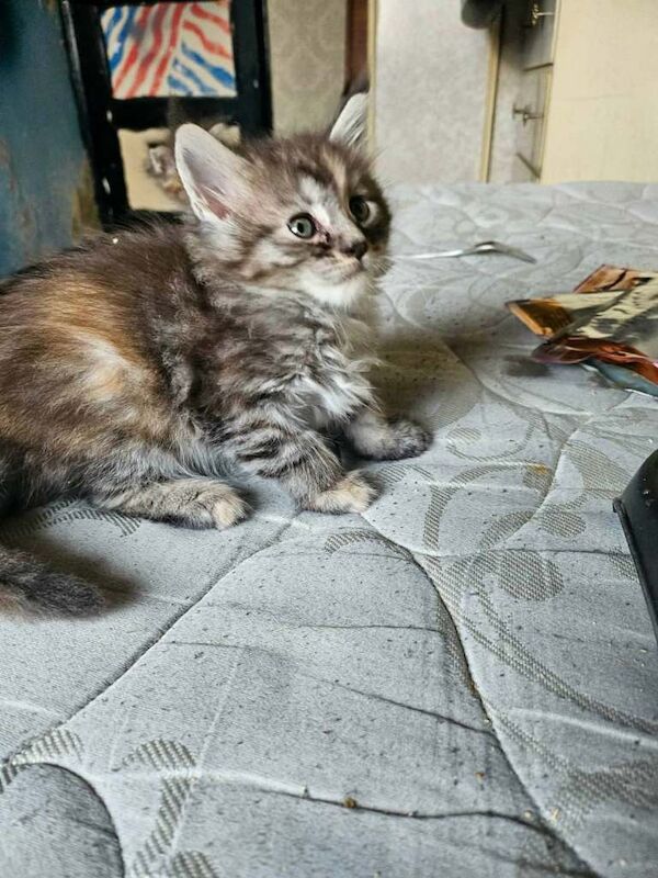 Maine Coon kittens for sale in County Antrim – 7 weeks old - Image 2 of 3