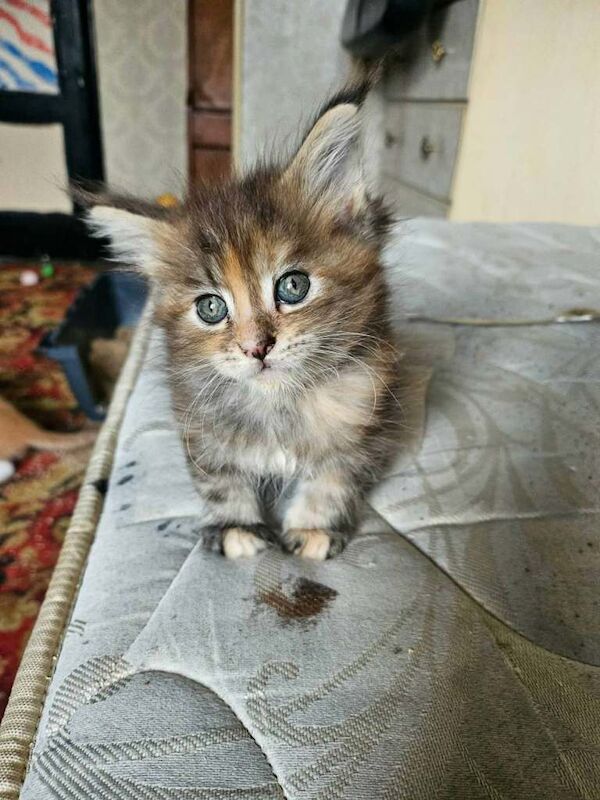 Maine Coon kittens for sale in County Antrim – 7 weeks old - Image 3 of 3