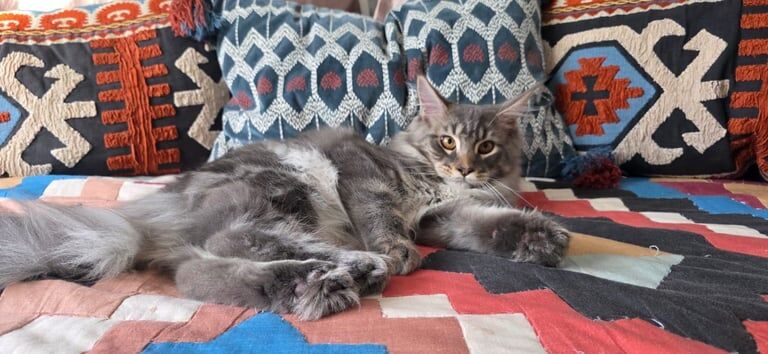 Maine Coon kittens for sale in South Croydon, Greater London – 6 months old