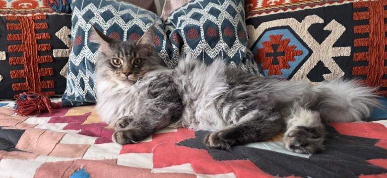 Maine Coon kittens for sale in South Croydon, Greater London – 6 months old - Image 2 of 5