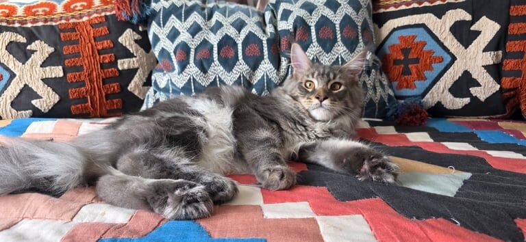 Maine Coon kittens for sale in South Croydon, Greater London – 6 months old - Image 3 of 5