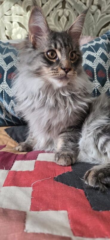 Maine Coon kittens for sale in South Croydon, Greater London – 6 months old - Image 4 of 5