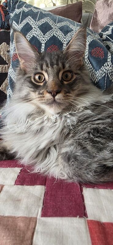Maine Coon kittens for sale in South Croydon, Greater London – 6 months old - Image 5 of 5